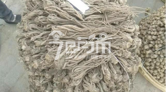 岷县药材市场38元/kg成交的当归个子