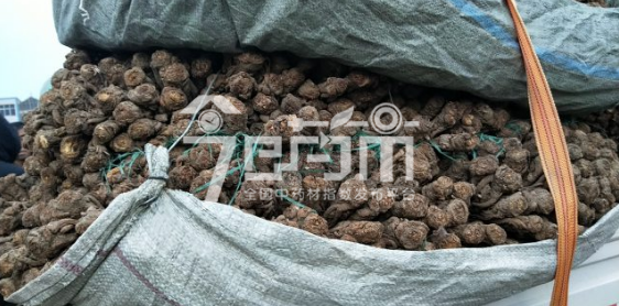 岷县药材市场43元/kg成交的当归个子