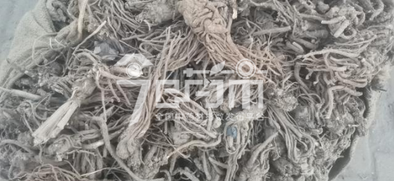 岷县药材市场13元/kg成交的麻烂药