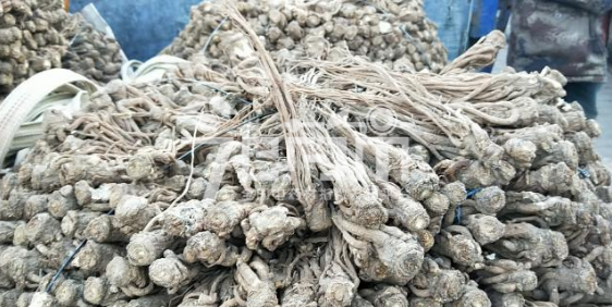 岷县药材市场42元/kg成交的当归个子(新货)