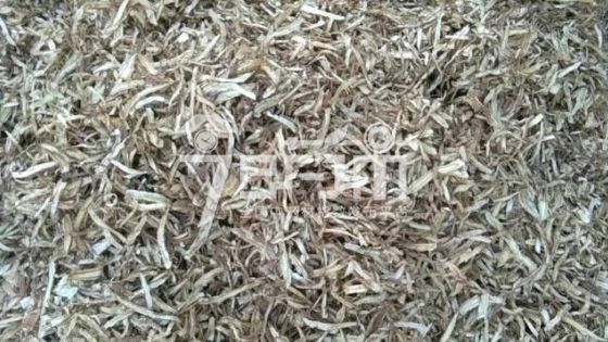 岷县药材市场37元/kg成交的当归节子片