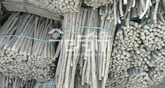 岷县药材市场46元/kg成交的黄芪节子