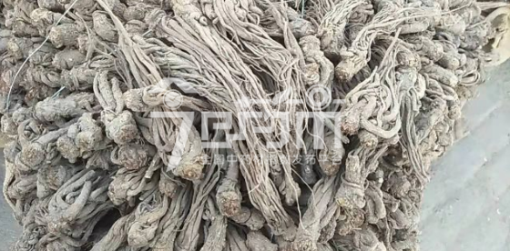 岷县药材市场42.5元/kg成交的当归个子