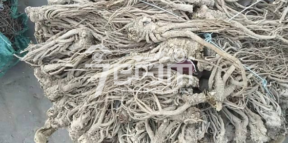 岷县药材市场22元/kg成交的当归麻药