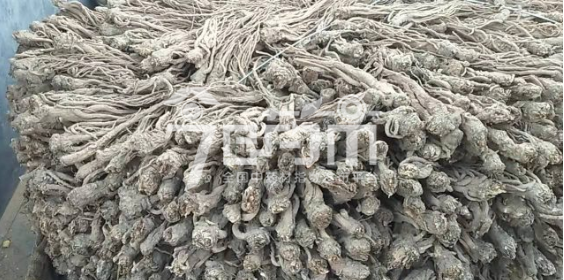 岷县药材市场售价33元/kg，给价32.5元/kg的当归药厂新货