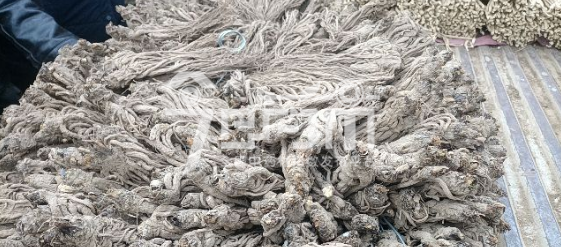 岷县药材市场给价35.5元/kg，售价36元/kg的当归个子(干度不足、货毛)