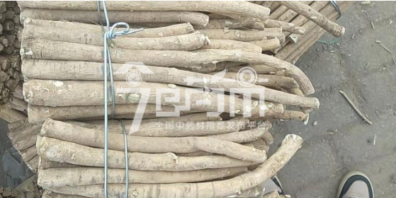 岷县药材市场50元/kg成交的黄芪节子