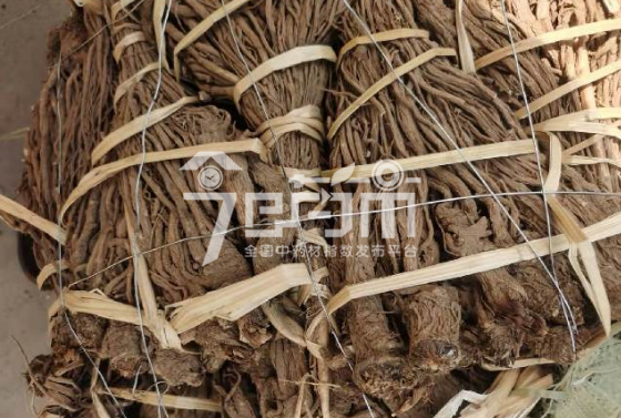 会川中药材市场33元/kg成交的当归草把子