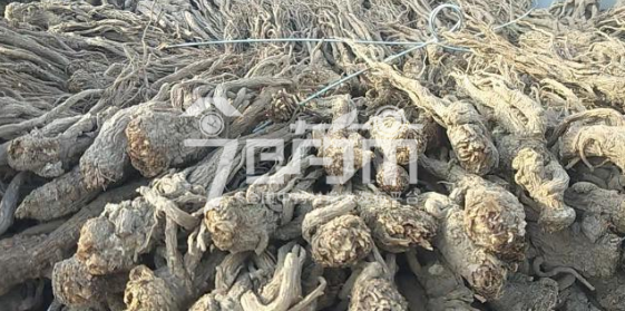 岷县药材市场45元/kg成交的当归个子