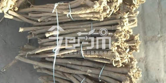 岷县药材市场39元/kg成交的黄芪籽芪