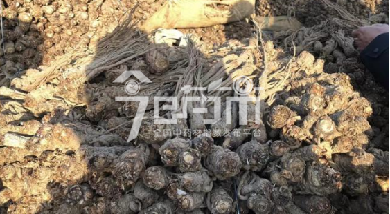 岷县药材市场45元/kg成交的当归个子