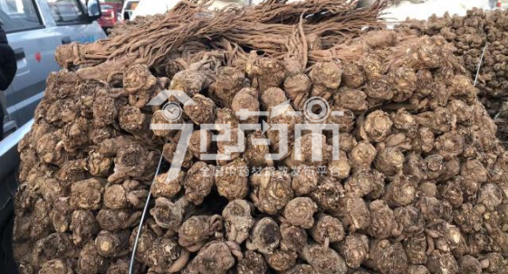 岷县药材市场50元/kg成交的当归个子