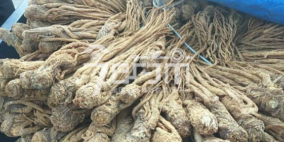 岷县药材市场44.8元/kg成交的当归个子(黄，旧货)