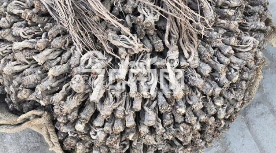 岷县药材市场40元/kg成交的当归个子