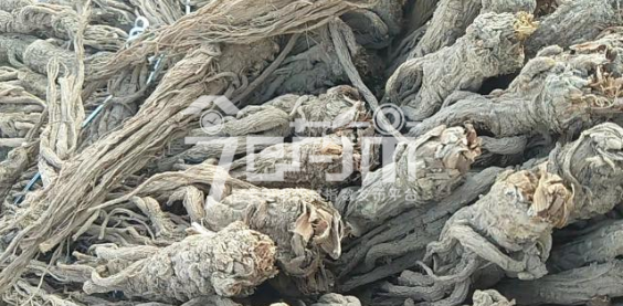 岷县药材市场43元/kg成交的当归个子