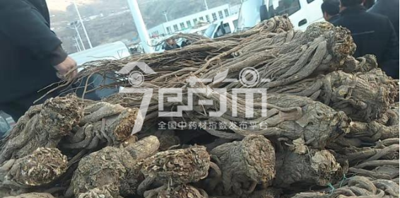 岷县药材市场50元/kg成交的当归个子