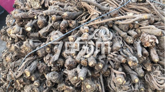 岷县药材市场35.5元/kg成交的当归药厂货(旧货)