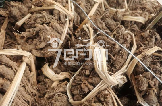 会川中药材市场33元/kg成交的当归草把子