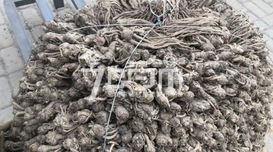 岷县药材市场38.5元/kg成交的当归个子