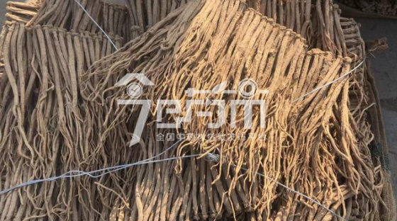 岷县药材市场68元/kg成交的党参
