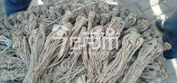 岷县药材市场42.7元/kg成交的当归个子