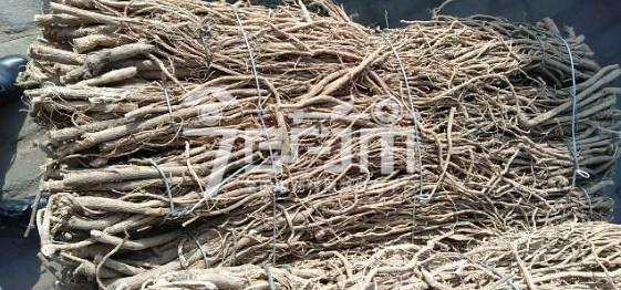 岷县药材市场13.5元/kg成交的毛芪