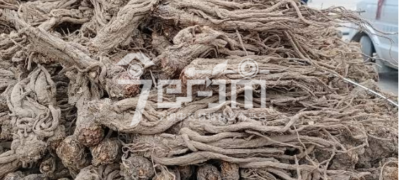 岷县药材市场40元/kg的当归个子(股张好)