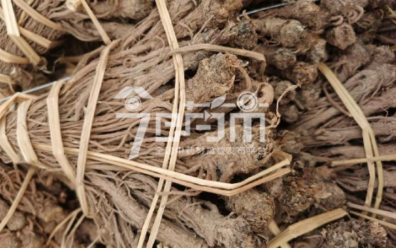 会川中药材市场34元/kg成交的当归草把子