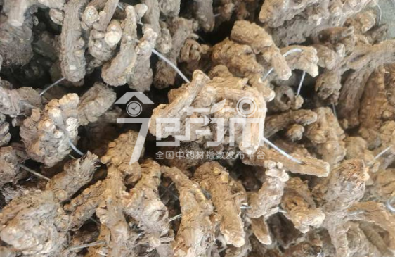 会川中药材市场74元/kg成交的当归头
