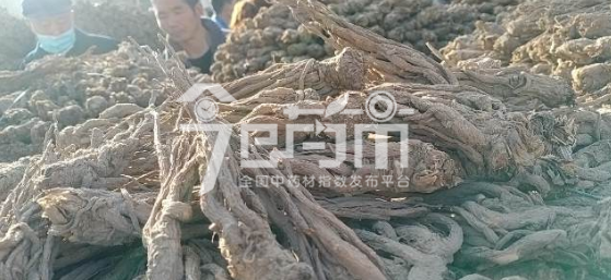 岷县药材市场售价47.5元/kg，给价47元/kg的当归个子