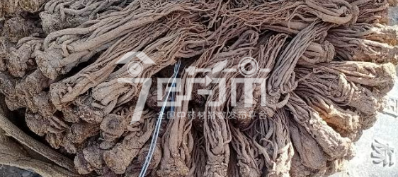 岷县药材市场47.5元/kg成交的当归个子