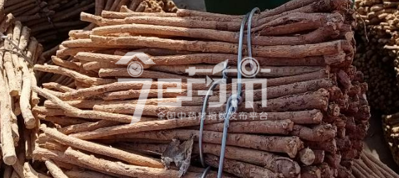 岷县药材市场27.5元/kg成交的黄芪节子