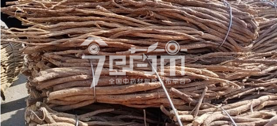 岷县药材市场15元/kg成交的黄芪股子