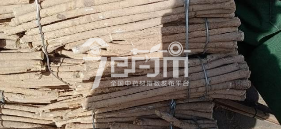 岷县药材市场30元/kg成交的黄芪节子