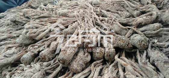 岷县药材市场售价43元/kg，给价40元/kg的当归个子