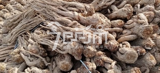岷县药材市场48.5元/kg成交的当归个子