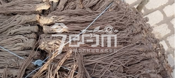 岷县药材市场43.8元/kg成交的当归个子(条形好)