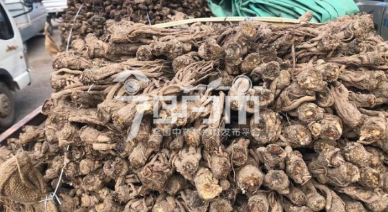 岷县药材市场44元/kg成交的当归个子