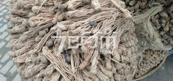 岷县药材市场44元/kg成交的当归个子