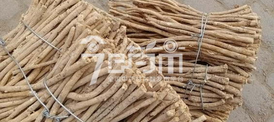 岷县药材市场24元/kg成交的黄芪小节子