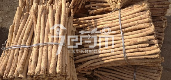 岷县药材市场44元/kg成交的黄芪节子