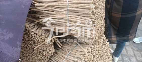 岷县药材市场28元/kg成交的黄芪节子