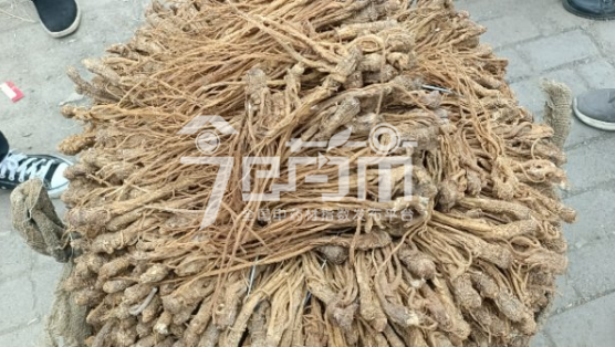 岷县药材市场137元/kg成交的当归药厂货(黄货)