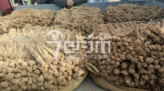 岷县药材市场售价145元/kg，给价140元/kg的当归统货