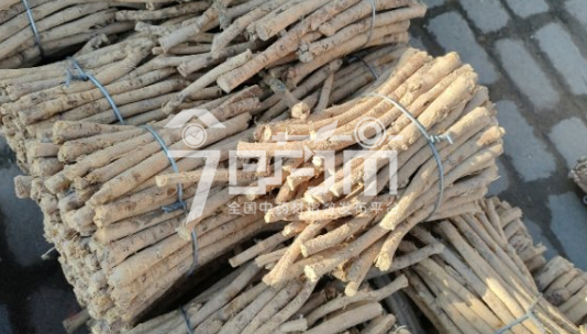 岷县药材市场39元/kg成交的黄芪节子