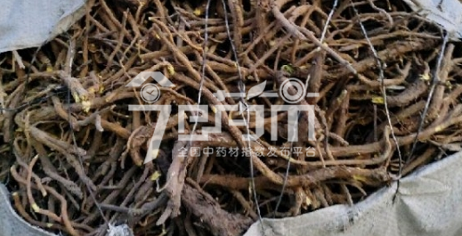文峰康美中药材市场32元/kg成交的黄芩