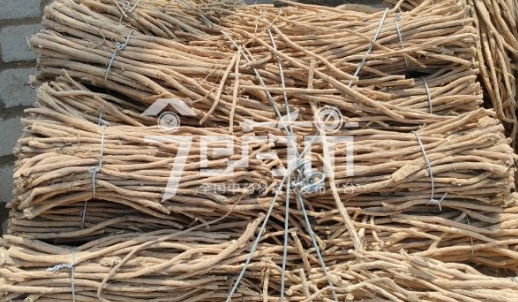 岷县药材市场22.5元/kg成交的黄芪股子