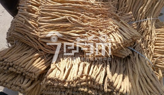 岷县药材市场149元/kg成交的党参(干度不足)
