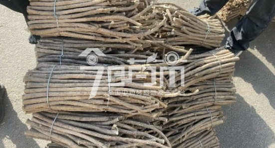 首阳中药材市场48元/kg成交的黄芪节子