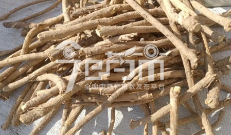 岷县药材市场37元/kg成交的黄芪节子